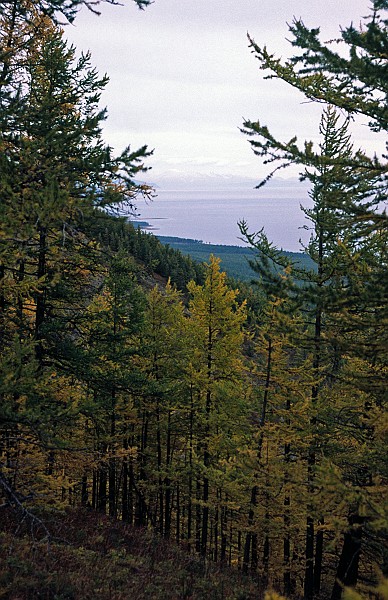 Khovsgol Nuur from a hill.jpg - Larch Forest above Khövsgöl Nuur